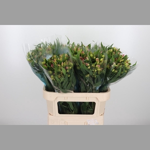 Alstroemeria Pink Paradiso 60 Gram