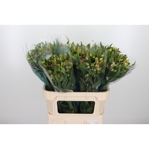 Alstroemeria Pink Paradiso 60 Gram
