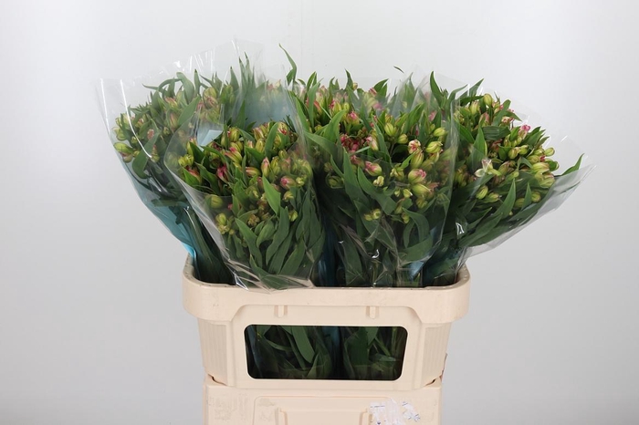 <h4>Alstroemeria Pink Paradiso 60 Gram</h4>