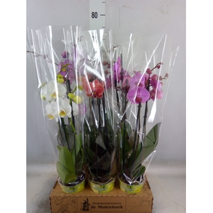 Phalaenopsis   ...mix  4