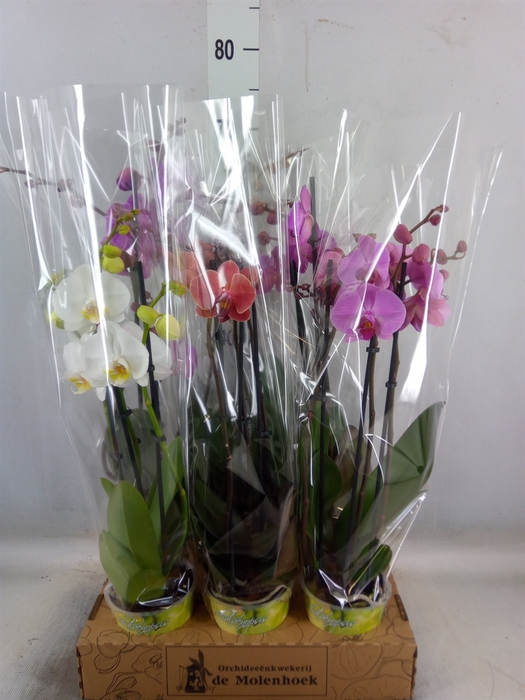 <h4>Phalaenopsis   ...mix  4</h4>