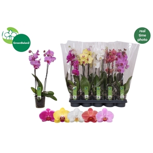 PHAL GEM 5 KL