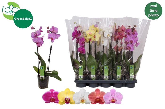 <h4>PHAL GEM 5 KL</h4>