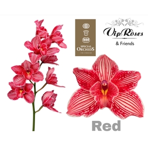 CYMB DYED RED