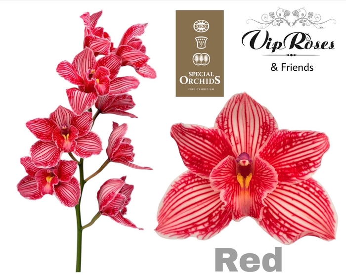 <h4>Cymb Dyed Red</h4>