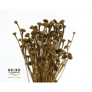 Dried Wild Daisy Natural