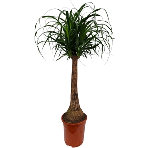 Nolina recurvata (Beaucarnea)