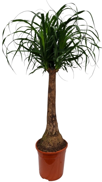 <h4>Nolina recurvata (Beaucarnea)</h4>