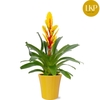 Vriesea Intenso Yellow Flame