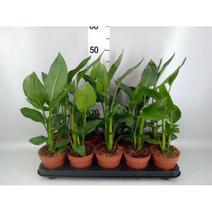 <h4>Strelitzia reg.   ...no flowers</h4>