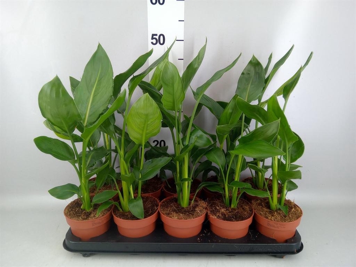 <h4>Strelitzia reg.   ...no flowers</h4>