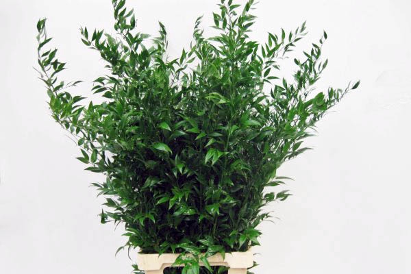 <h4>Ruscus mini EX lang p/b</h4>