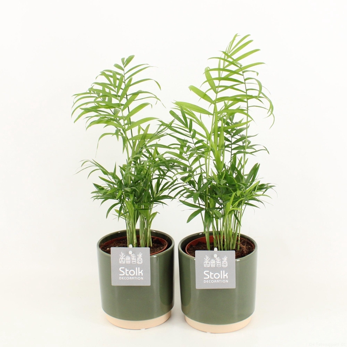 <h4>Chamaedorea in Julia keramiek</h4>