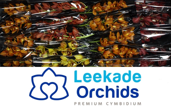 <h4>CYMB MI Herfstmix  Leekade X20</h4>