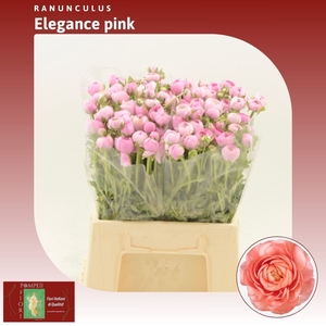 Ranunculus Elegance Pink