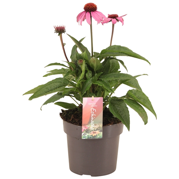 Echinacea Mooodz Courage p17 (NL)