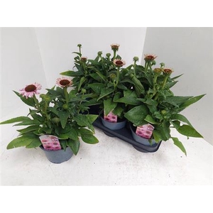 Echinacea Sombrero Rose