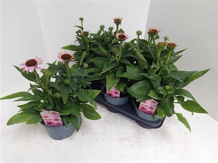 <h4>Echinacea Sombrero Rose</h4>