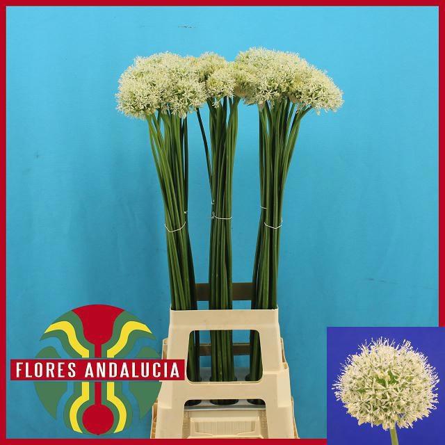 <h4>ALLIUM MOUNT EVEREST</h4>