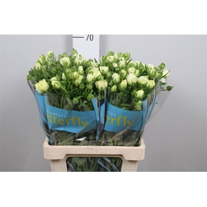 Ran Butterfly Graces