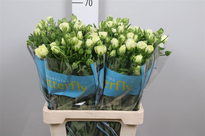 <h4>Ran Butterfly Graces</h4>