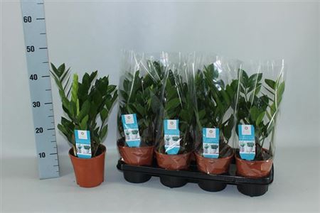 <h4>Zamio Zamiifolia 4-5</h4>