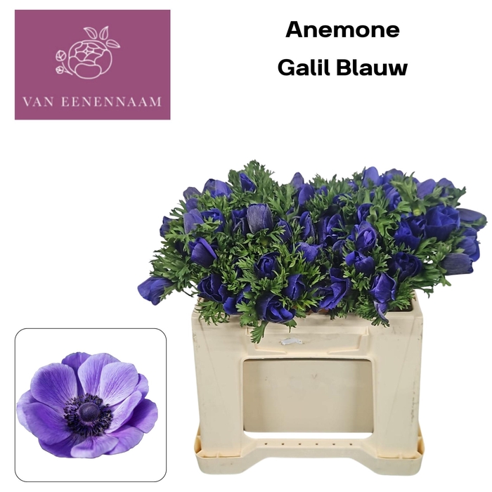 <h4>ANEM CO GALIL BLAUW</h4>