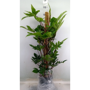 Philodendron pedatum