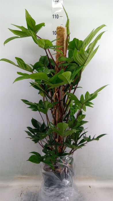 <h4>Philodendron pedatum</h4>