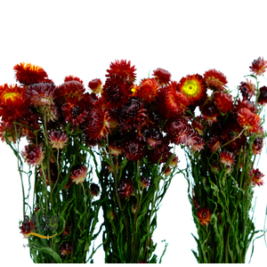 Dried Helichrysum Red