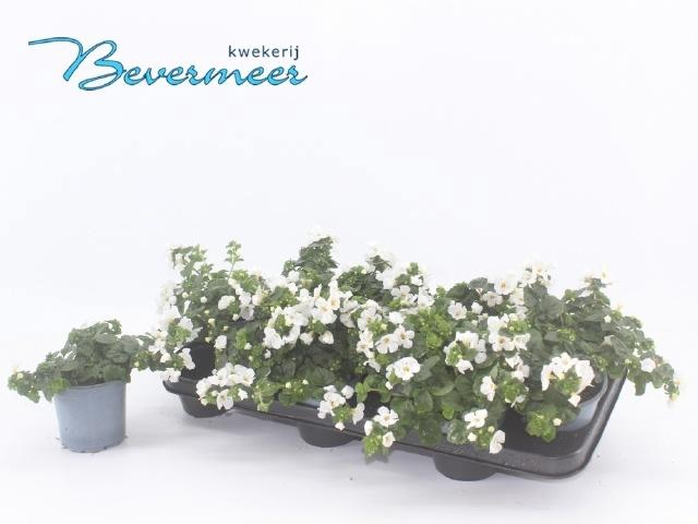 <h4>SUT BIG WHITE FALLS</h4>