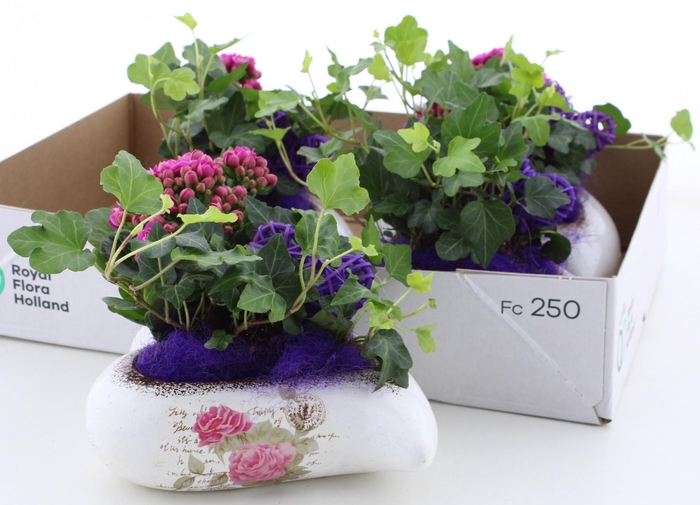 <h4>ARR KAMERPL</h4>