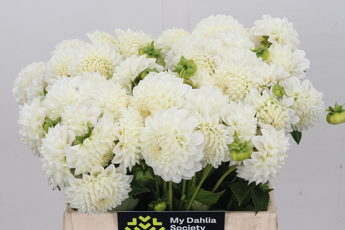 <h4>Dahlia Ice Ice Baby</h4>