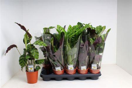 <h4>Calat Gem 3 Srt</h4>