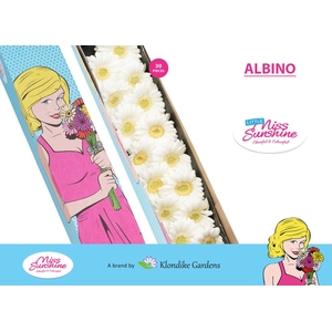 GE MI ALBINO Doos Klein