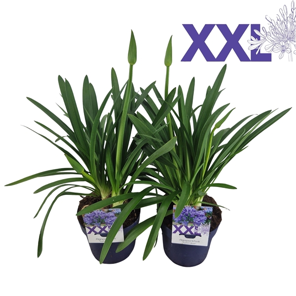 <h4>Agapanthus blauw grootbl. doorbl. knoppen boven gewas</h4>