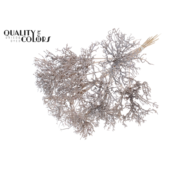 <h4>Dry Tree on stem Frosted White</h4>