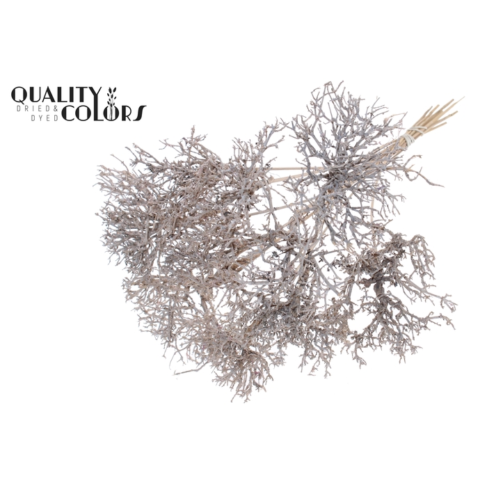 <h4>Dry Tree on stem Frosted White</h4>
