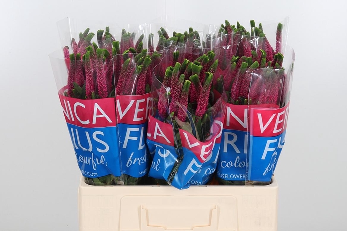 <h4>Veron Smart Iselle</h4>