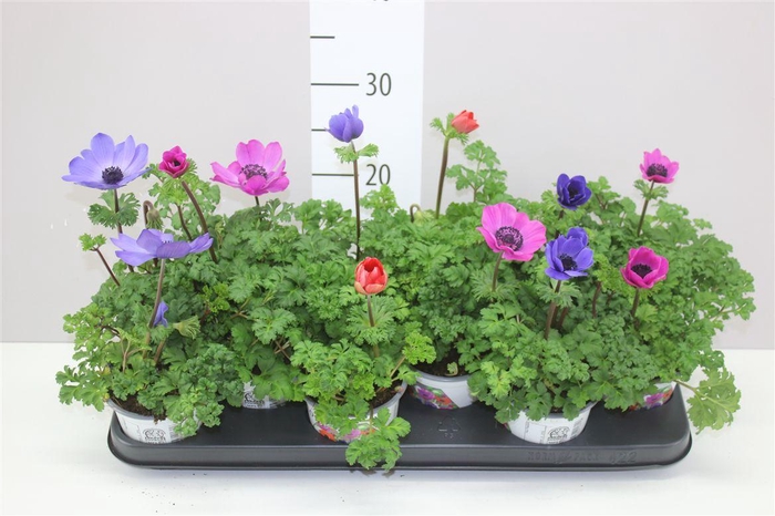 <h4>Anemone Co Harm Gemengd</h4>