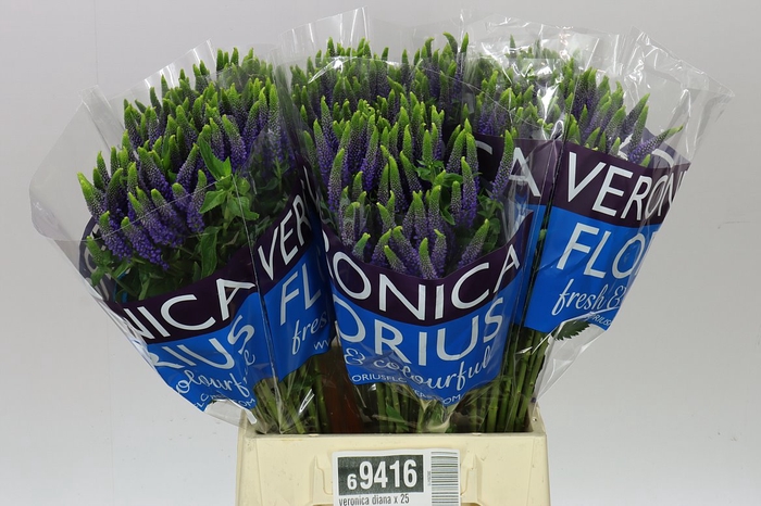 <h4>Veronica Spray Diana X 20</h4>