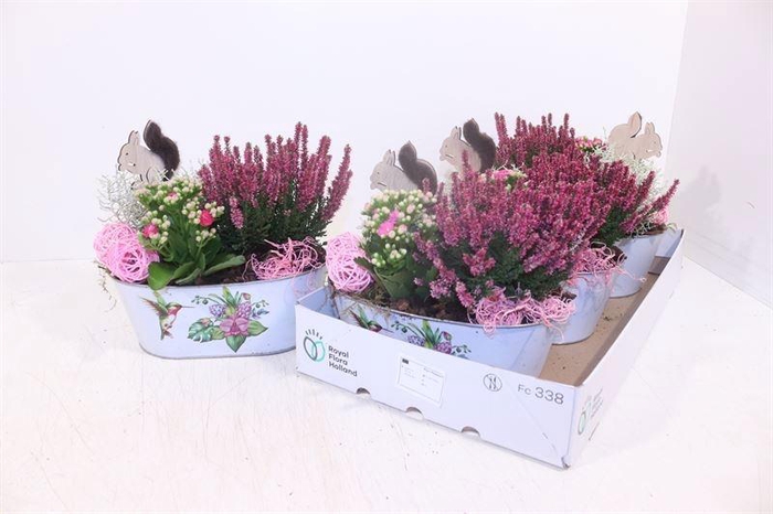 <h4>ARR TUINPLANTEN</h4>