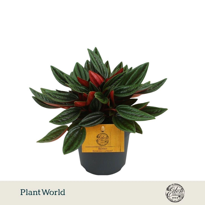 <h4>Peperomia capereta Rosso</h4>
