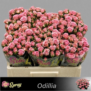 R Tr Odilia