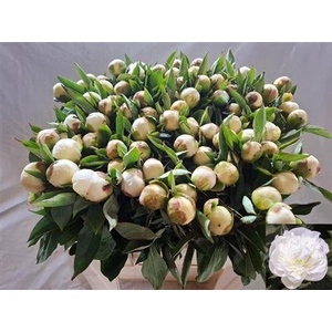 Paeo L Duchesse De Nemouts
