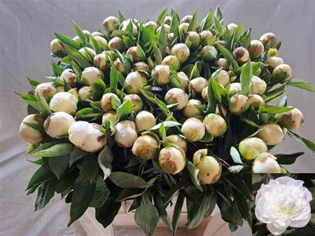 <h4>Paeo L Duchesse De Nemouts</h4>