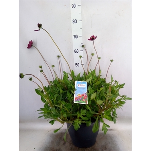 Cosmos atrosang. 'Cherry Chocolate'