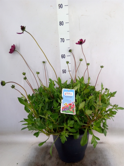 <h4>Cosmos atrosang. 'Cherry Chocolate'</h4>