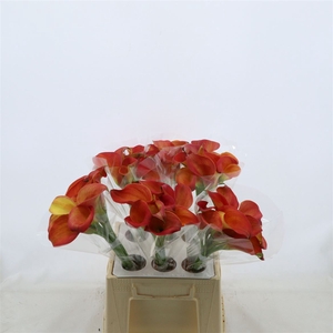 Calla Orange Pride