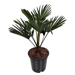 Trachycarpus Wagnerianus Nederlandse Teelt